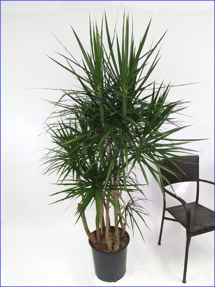 dracaena-marginata-madagascar-dragon-tree