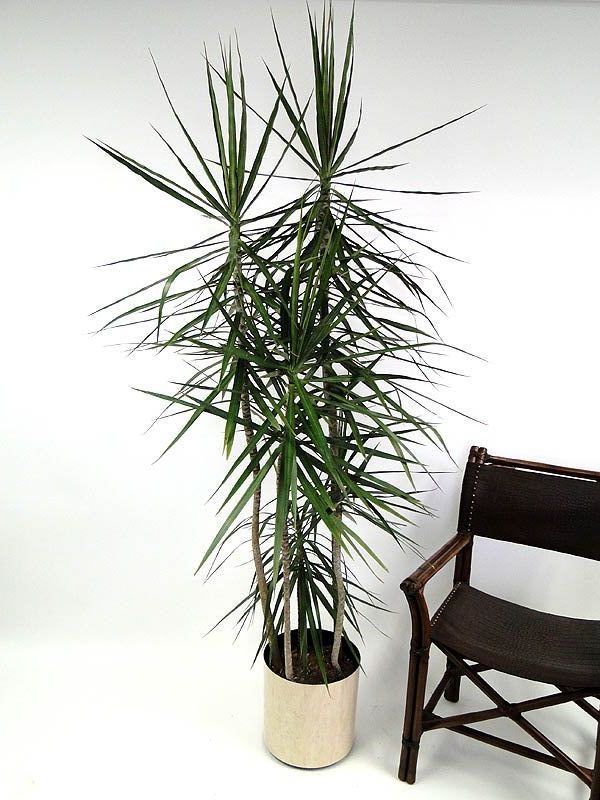 dracaena-marginata-madagascar-dragon-tree