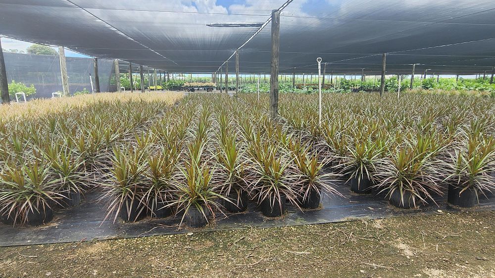 dracaena-marginata-madagascar-dragon-tree