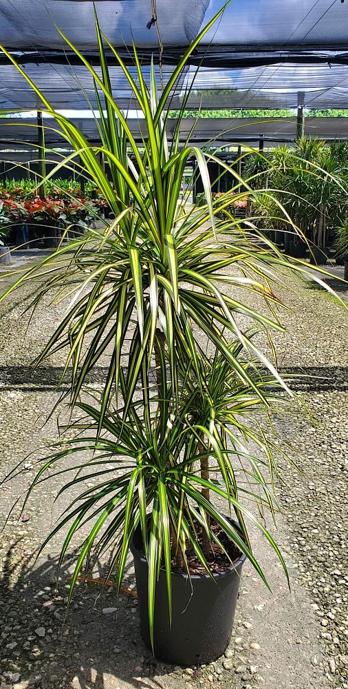 dracaena-marginata-madagascar-dragon-tree