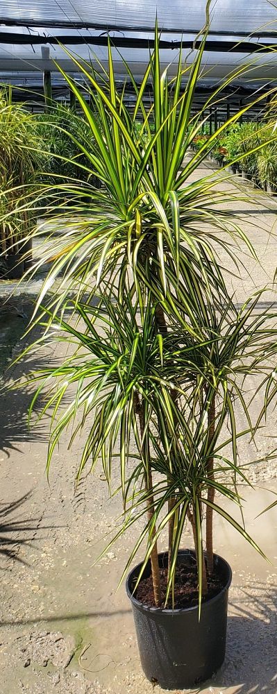 dracaena-marginata-madagascar-dragon-tree