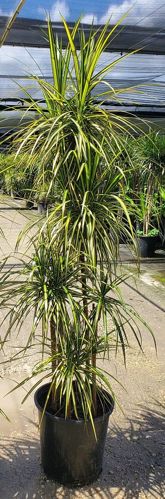dracaena-marginata-madagascar-dragon-tree