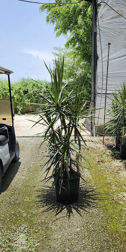 dracaena-marginata-madagascar-dragon-tree