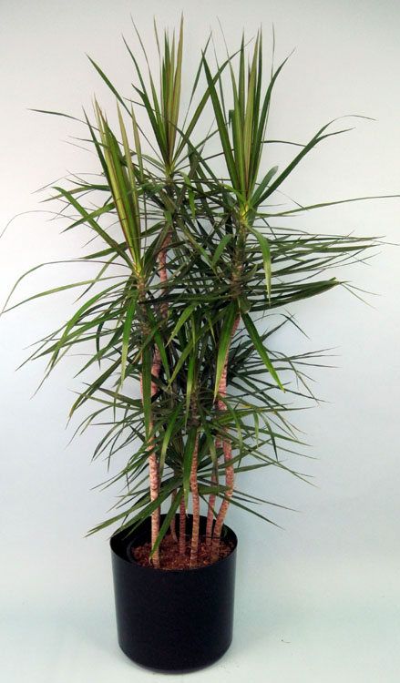dracaena-marginata-madagascar-dragon-tree