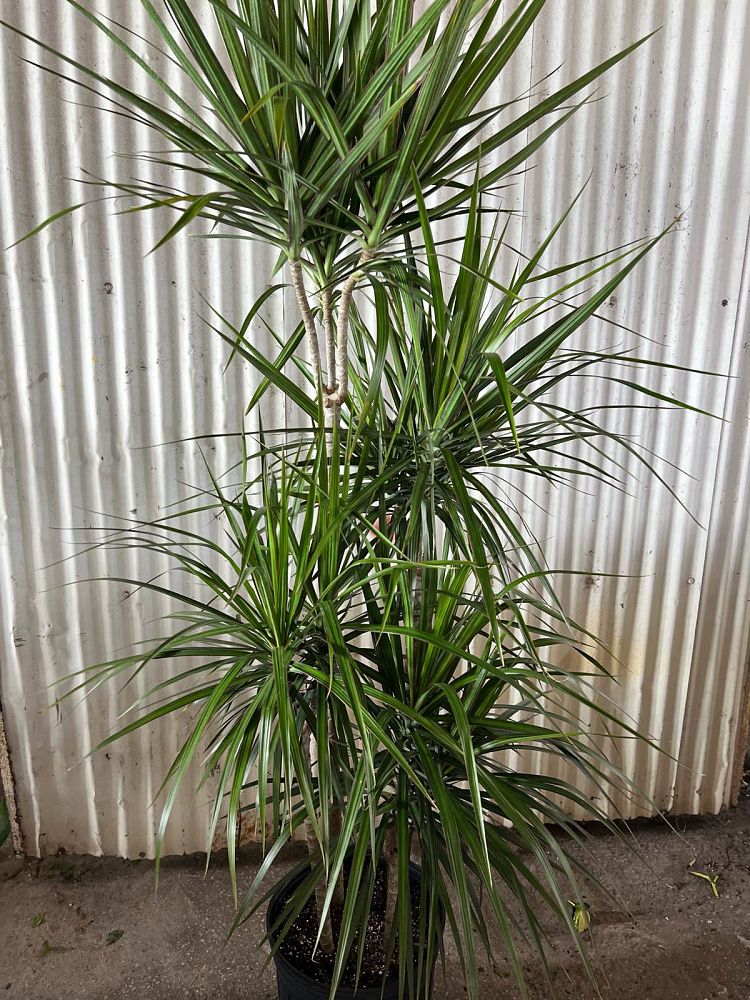 dracaena-marginata-madagascar-dragon-tree