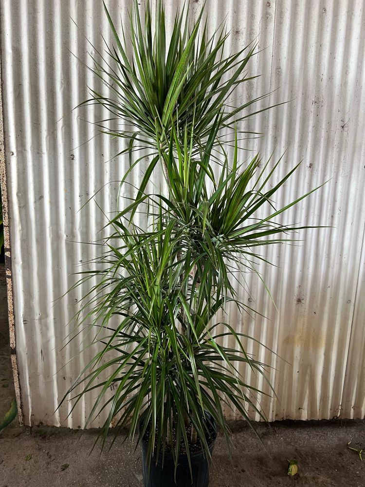 dracaena-marginata-madagascar-dragon-tree