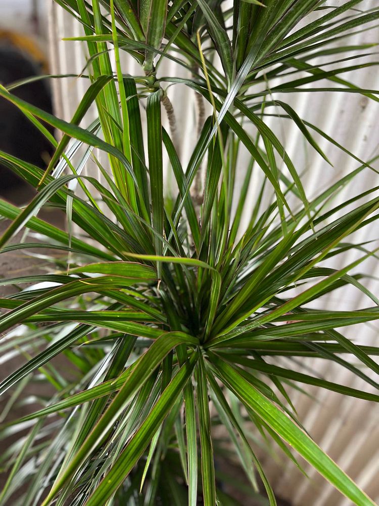 dracaena-marginata-madagascar-dragon-tree