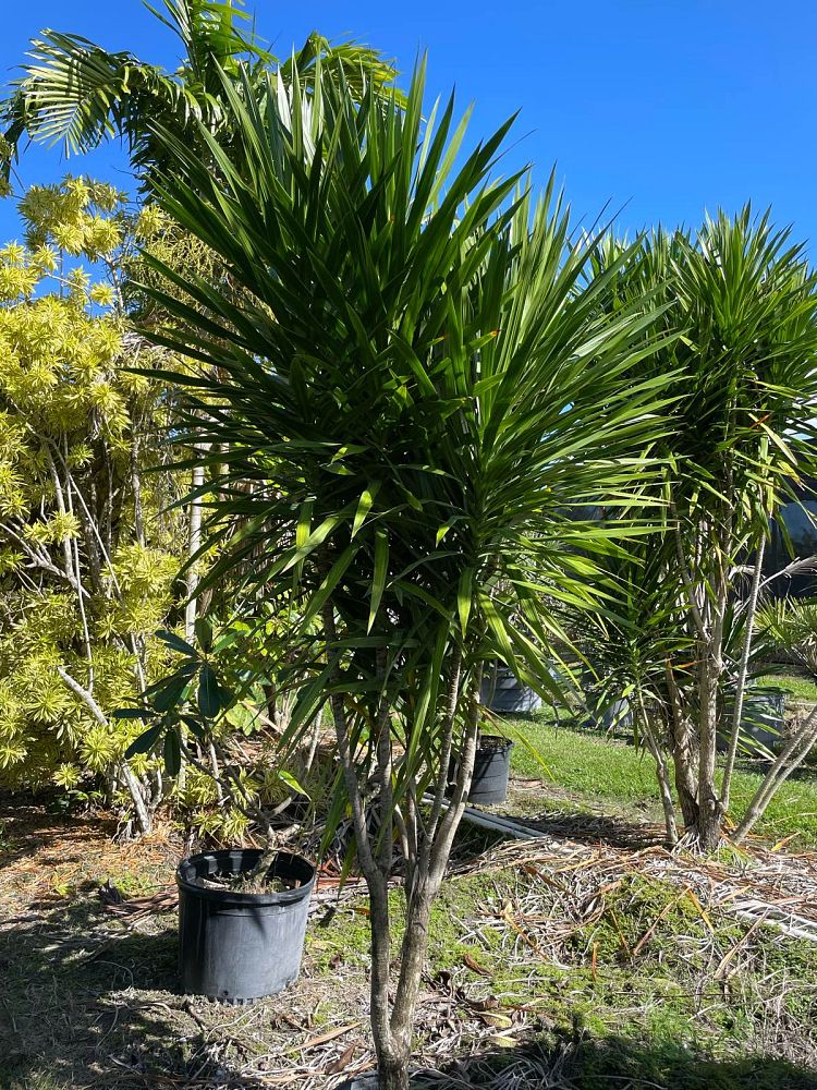 dracaena-marginata-madagascar-dragon-tree