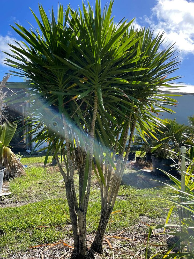 dracaena-marginata-madagascar-dragon-tree