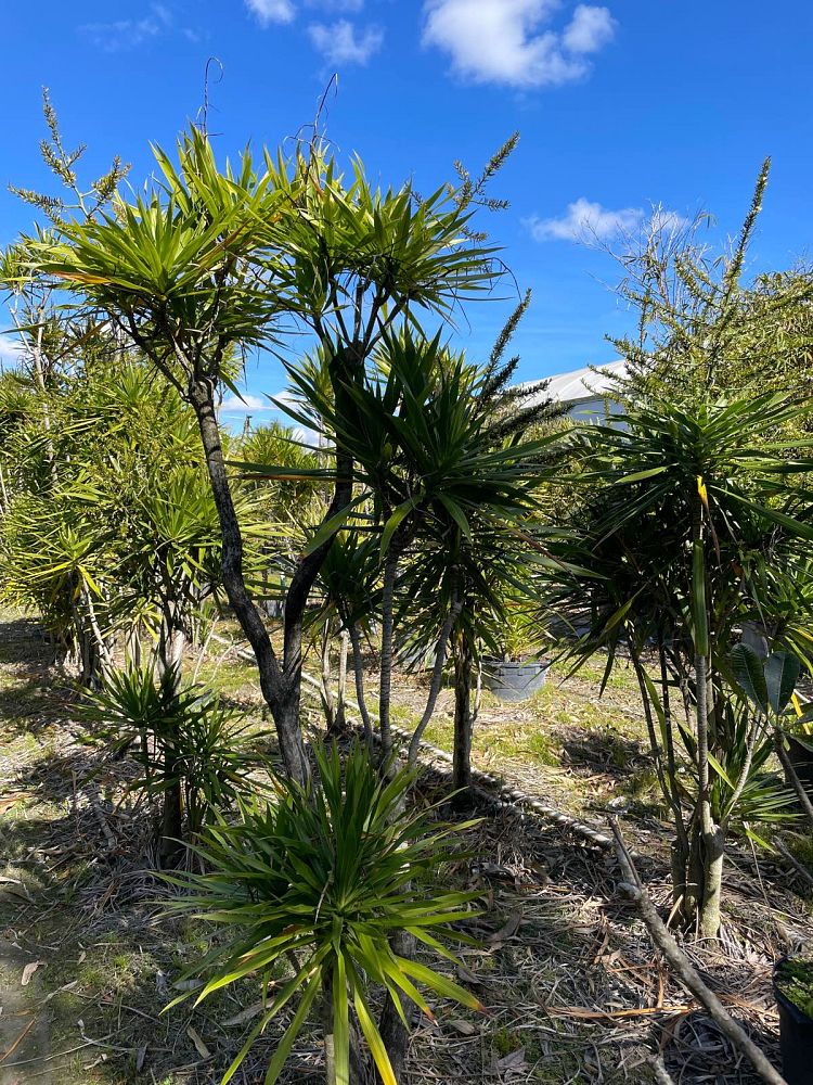 dracaena-marginata-madagascar-dragon-tree