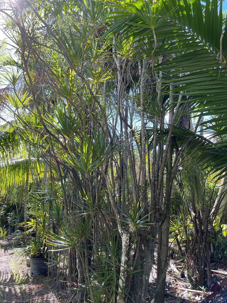 dracaena-marginata-madagascar-dragon-tree