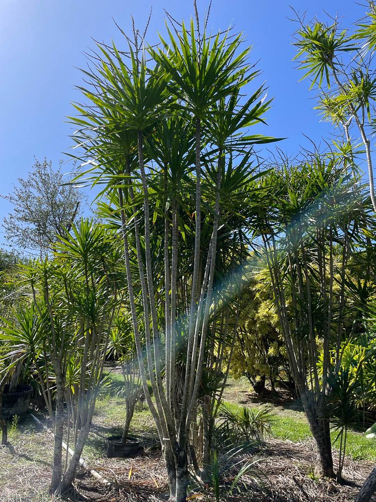 dracaena-marginata-madagascar-dragon-tree