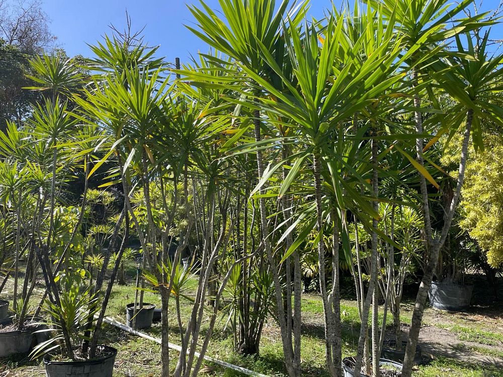dracaena-marginata-madagascar-dragon-tree