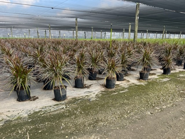 dracaena-marginata-madagascar-dragon-tree