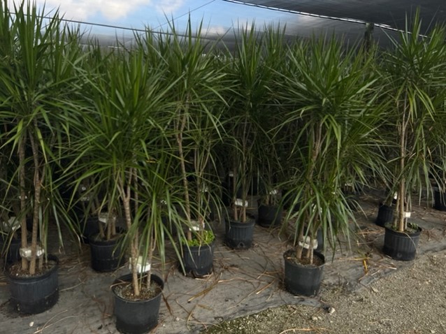 dracaena-marginata-madagascar-dragon-tree