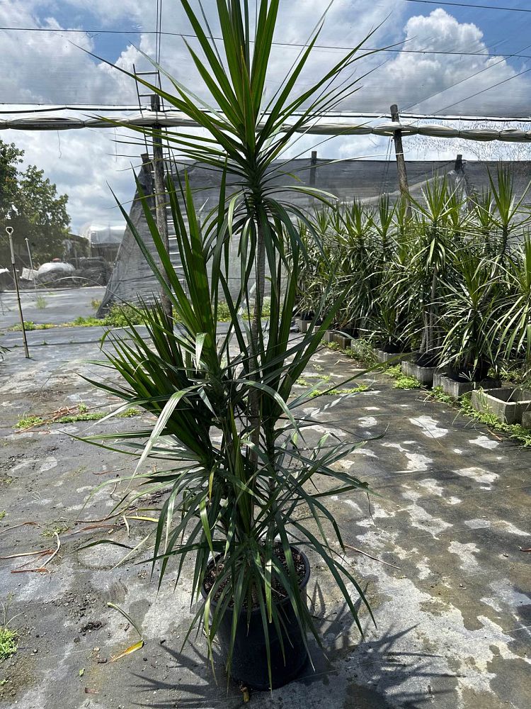 dracaena-marginata-madagascar-dragon-tree