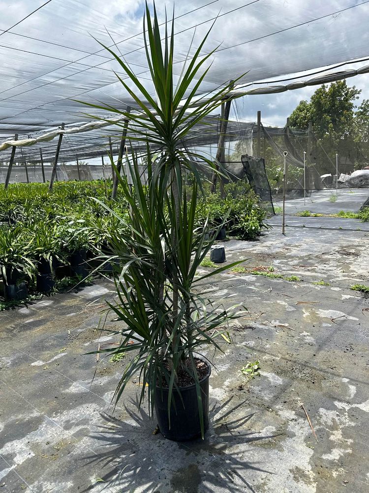 dracaena-marginata-madagascar-dragon-tree