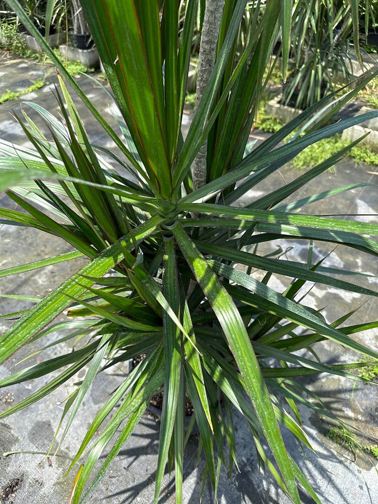 dracaena-marginata-madagascar-dragon-tree