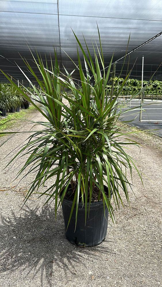 dracaena-marginata-madagascar-dragon-tree