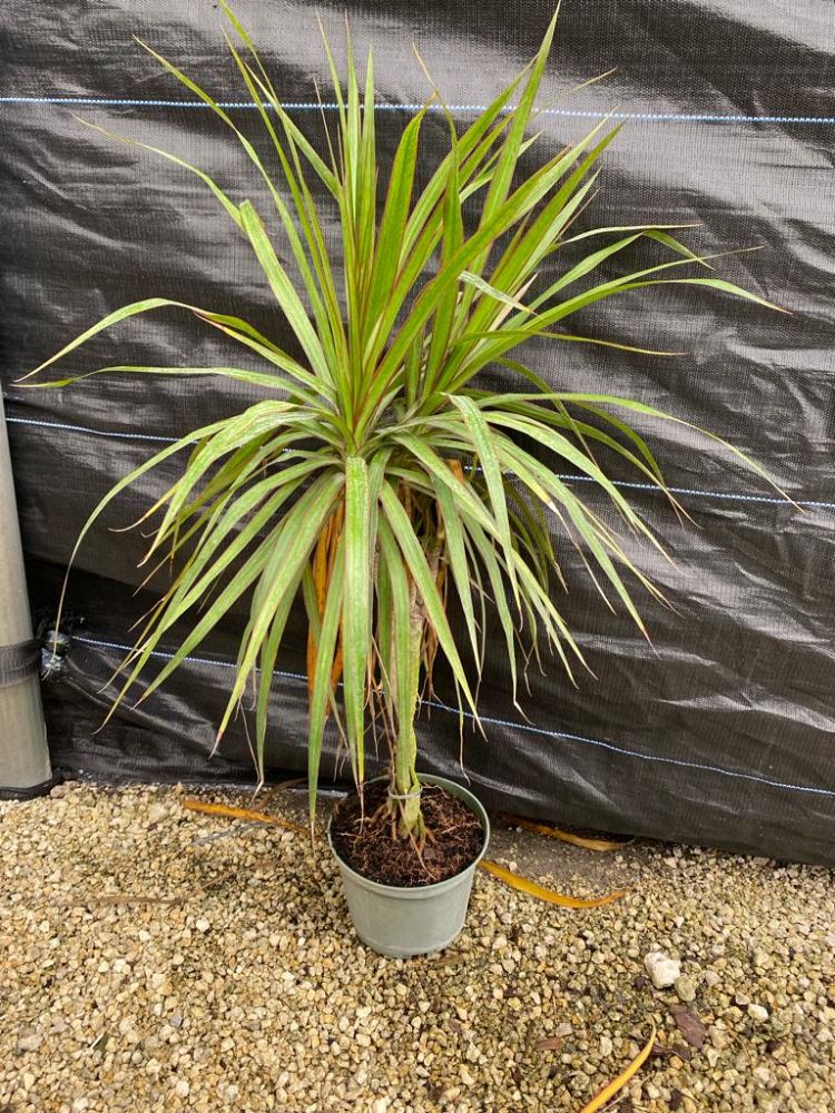 dracaena-marginata-madagascar-dragon-tree