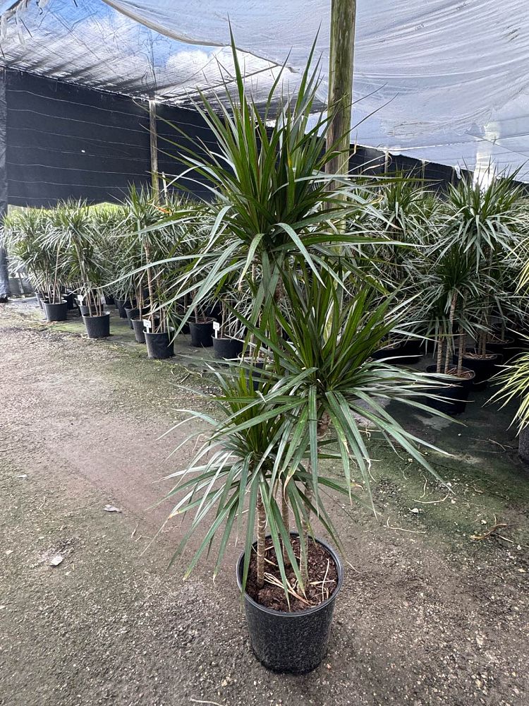 dracaena-marginata-madagascar-dragon-tree