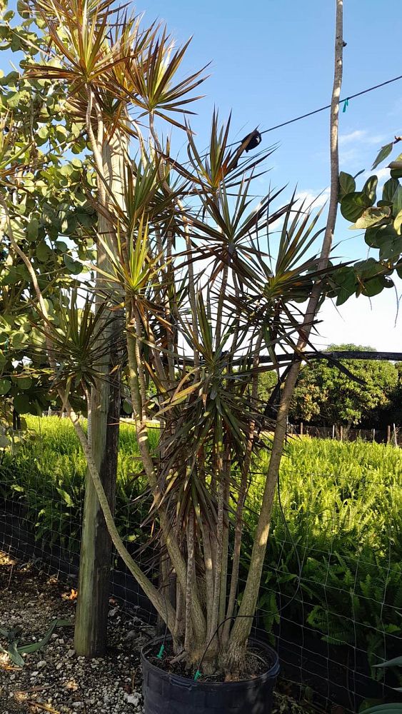 dracaena-marginata-madagascar-dragon-tree