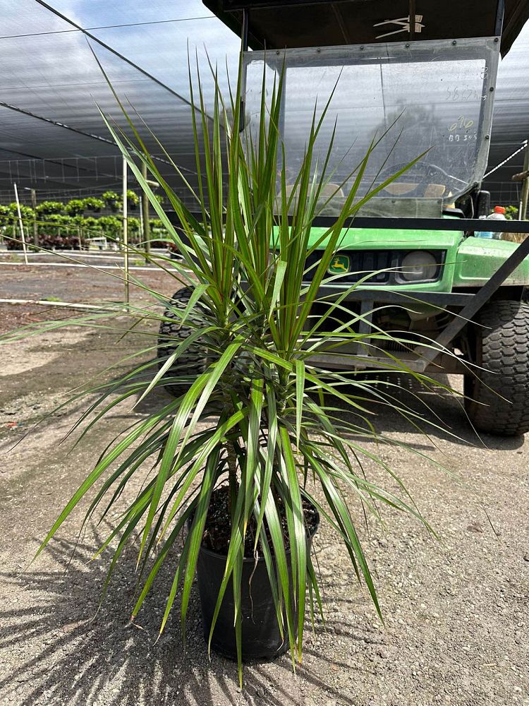 dracaena-marginata-madagascar-dragon-tree