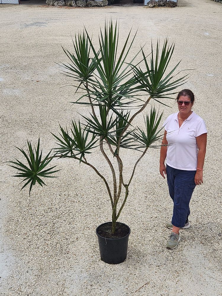 dracaena-marginata-madagascar-dragon-tree