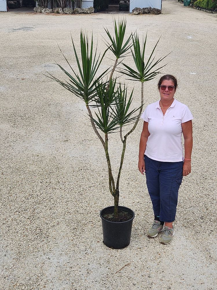 dracaena-marginata-madagascar-dragon-tree