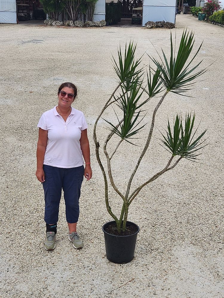 dracaena-marginata-madagascar-dragon-tree