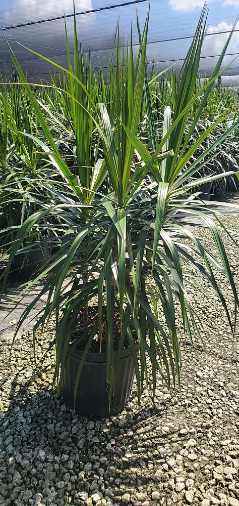 dracaena-marginata-madagascar-dragon-tree