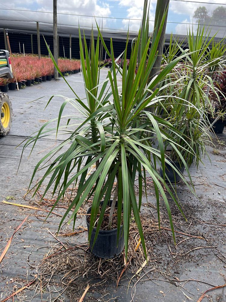 dracaena-marginata-madagascar-dragon-tree