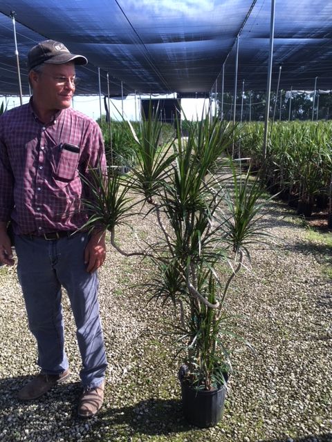 dracaena-marginata-madagascar-dragon-tree