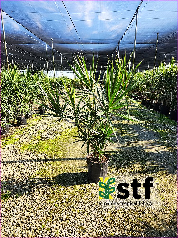 dracaena-marginata-madagascar-dragon-tree