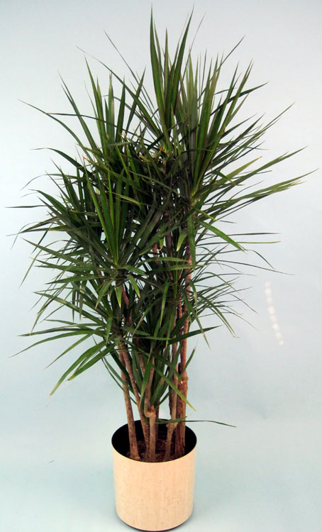 dracaena-marginata-madagascar-dragon-tree