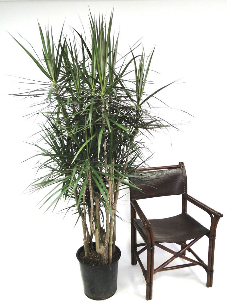 dracaena-marginata-madagascar-dragon-tree