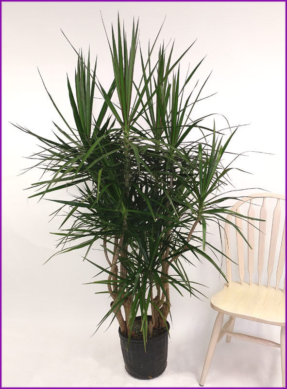 dracaena-marginata-madagascar-dragon-tree