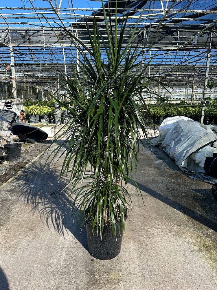 dracaena-marginata-madagascar-dragon-tree
