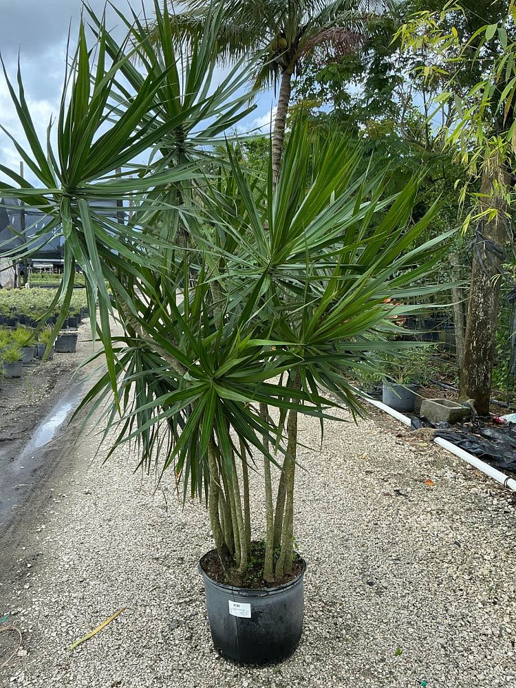 dracaena-marginata-madagascar-dragon-tree