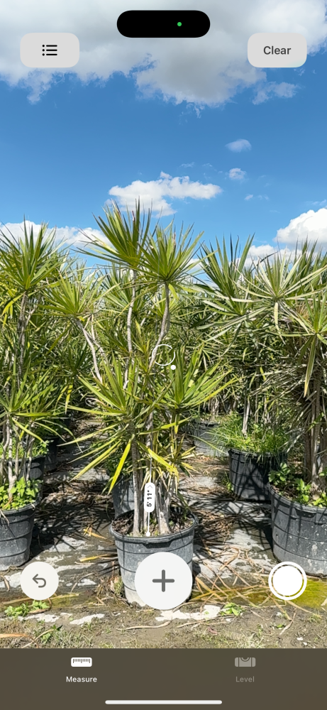 dracaena-marginata-madagascar-dragon-tree