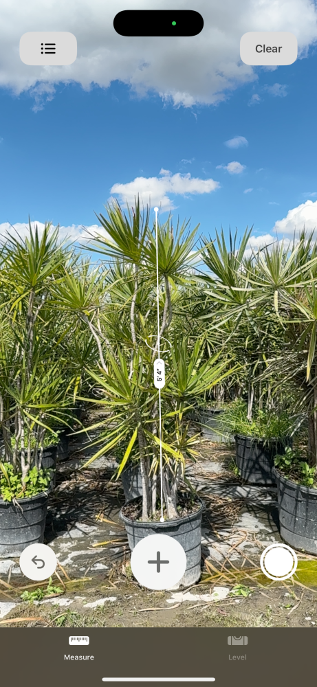 dracaena-marginata-madagascar-dragon-tree