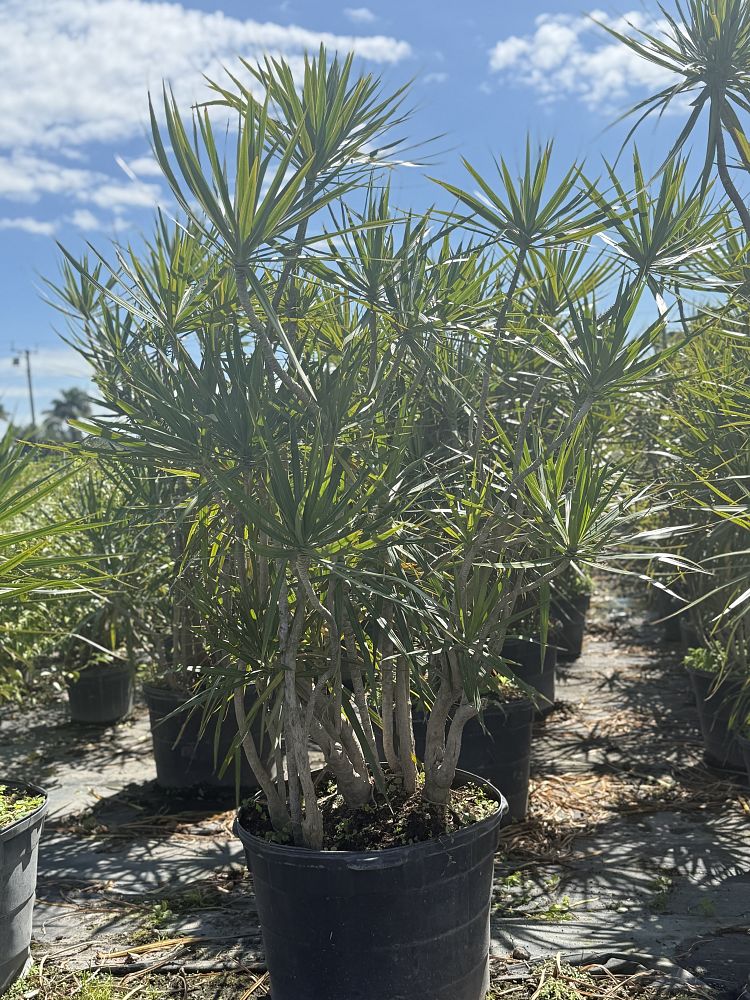 dracaena-marginata-madagascar-dragon-tree