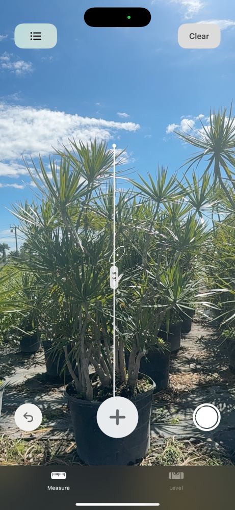 dracaena-marginata-madagascar-dragon-tree