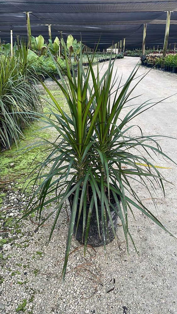 dracaena-marginata-madagascar-dragon-tree