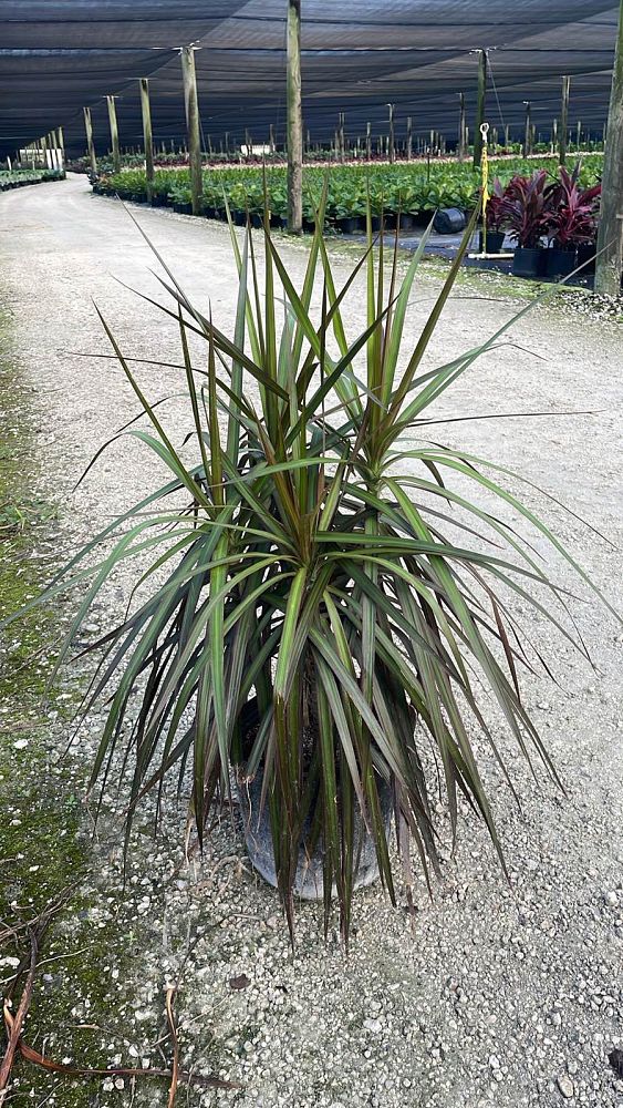 dracaena-marginata-madagascar-dragon-tree