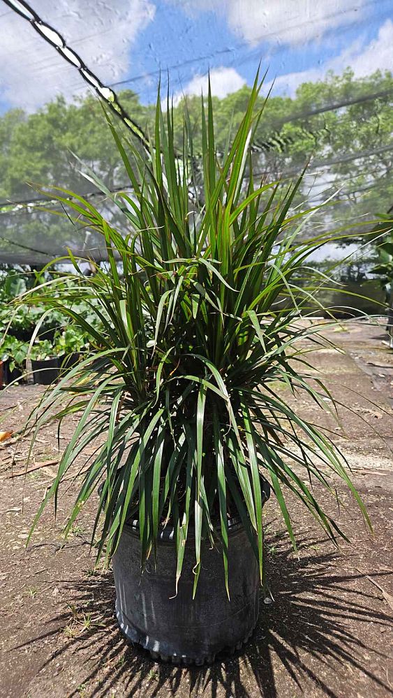 dracaena-marginata-madagascar-dragon-tree