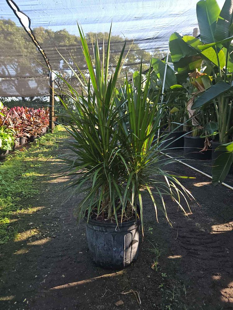 dracaena-marginata-madagascar-dragon-tree