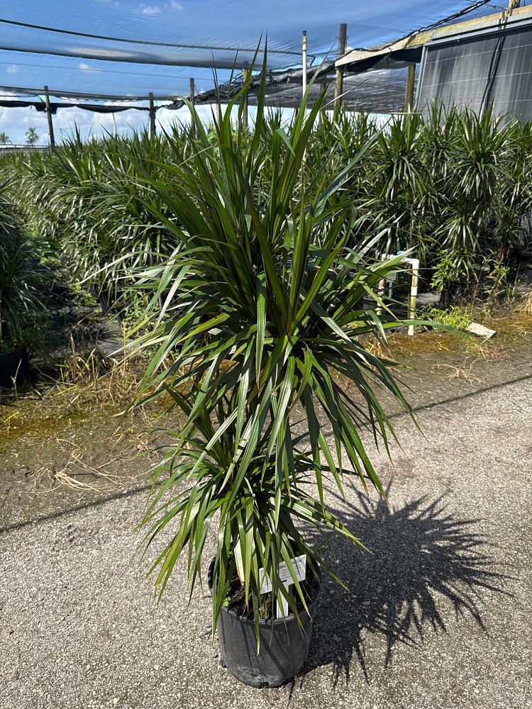dracaena-marginata-madagascar-dragon-tree