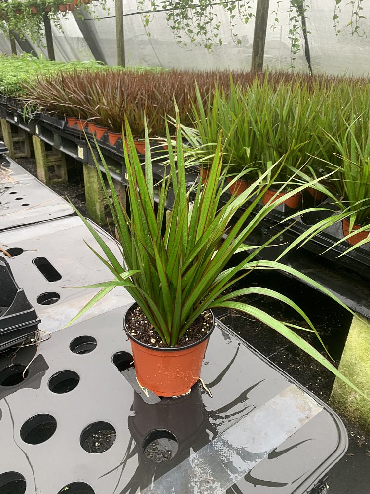 dracaena-marginata-madagascar-dragon-tree