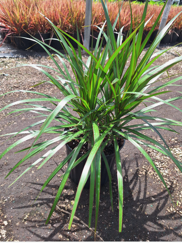 dracaena-marginata-madagascar-dragon-tree